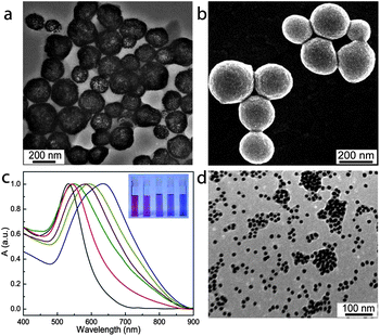 Transmission electron microscopy (TEM) (a) and scanning electron microscopy (SEM) (b) images of plasmonic vesicles of gold nanoparticles with a PEG/PNBA ratio of 1 : 2. (c) UV-vis spectra of the vesicles of gold nanoparticles with a PEG/PNBA ratio of 1 : 2 upon photo-irradiation for different periods (yellow line: 5 min, purple line: 8 min, green line: 10 min, and red line: 15 min) and corresponding photographs of the vesicle dispersions (inset). (d) TEM image of the disassembled vesicle after photo irradiated for 15 min.