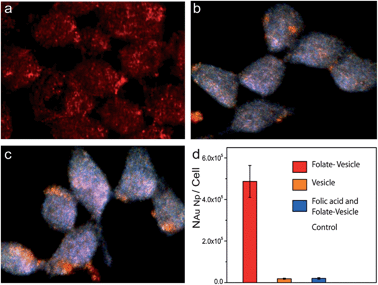 Dark-field imaging of live MDA-MB-435 cells incubated with folate-targeted vesicles (a), non-targeted vesicles (b), folate-targeted vesicles in the presence of free folic acid (c), and (d) the average number of gold nanoparticles uptake by cancer cell under different condition.