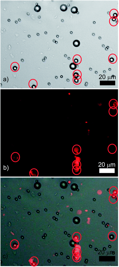 A typical result of an experiment where three sets of differently sized CML latex microspheres (3, 6, and 10 μm) were incubated together with colloid imprints (tagged with RBITC) matching the surface curvature of the intermediately sized particles: (a) an optical micrograph, (b) the corresponding fluorescence microscopy image, and (c) is the overlay of the images (a) and (b). The red circles indicate the location of the intermediately sized (6 μm) latex particles.
