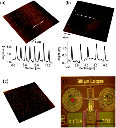 Top: arrays fabricated by DPN on Si/SiO2 substrates. 3-D AFM topography image and height profiles recorded along the white dashed lines in the corresponding AFM images are shown. The specifications for each particular case are: (a) ink composition: Mn12bz (10 mg mL−1) in DMF and 5% v/v of glycerol; (b) ink composition: DMF and 5% v/v of glycerol. Bottom: (c) 3-D AFM topography image of the circular pattern specially designed to fit inside the pickup coil of the susceptometer. The external diameter is 25 μm and the distance between dots is 1 μm. The array was fabricated on Si/SiO2 using the same experimental conditions as in (a). (d) Optical image of the two pickup coils that correspond to the sensitive areas of the microSQUID sensor. The sample to be measured can be located on either the left hand side (A), wherein as an example a sample is indicated with a red circle, or the right hand side (B).