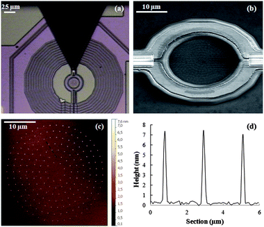 (a) Optical image of the μ-SQUID susceptometer right after the deposition process (b) FE-SEM images taken at 45° tilt angle on one of the susceptometer's pick-up coils after integration of sample DPN1. (c) AFM topography image of a similar array fabricated on Si/SiO2 using the same experimental conditions used for DPN1. (d) Height profile measured by scanning the tip along the black dashed line in image (c).