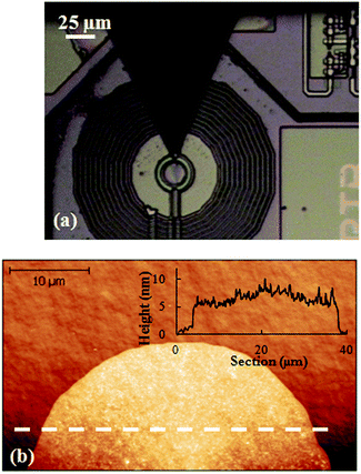 (a) Optical image of the μ-SQUID susceptometer taken after depositing sample DPN2. (b) AFM topography image of a deposit formed on Si/SiO2 under identical conditions to those used for sample DPN2 and (inset) cross-section recorded along the white dashed line in image (b).