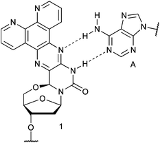 Previously reported 5′–6-locked, 1,10-phenanthroline-containing nucleoside 1, shown base-paired to A.