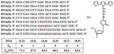Structures of the DNA oligomers used in this work. Xn represents the number of SNS monomers linked to the DNA duplex oligomer. Tm is the observed melting temperature of the duplex monitored at 260 nm where the absorption of the DNA bases dominates the spectrum.