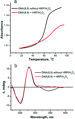 (a) Melting profile of DNA(8,9) before and after reaction with HRP/H2O2. (b) Circular dichroism spectra of DNA(8,9) before and after reaction with HRP/H2O2.