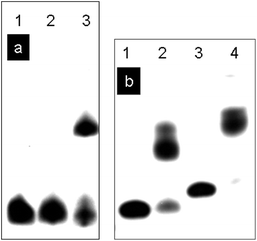 (a) Denaturing PAGE analysis of DNA oligomers after reaction with HRP/H2O2. Lanes 1–3, DNA(3) labelled with 32P. Lane 1, DNA(3); lane 2, DNA(3,2) + HRP/H2O2; lane 3, DNA(3,4) + HRP/H2O2. (b) Denaturing PAGE analysis of DNA oligomers after the reaction with HRP/H2O2. Lane 1–2, DNA(6) labelled with 32P. Lane 3–4, DNA(8) labelled with 32P. Lane 1, DNA(6); lane 2, DNA(6,7) + HRP/H2O2; lane 3, DNA(8); lane 4, DNA(8,9) + HRP/H2O2.