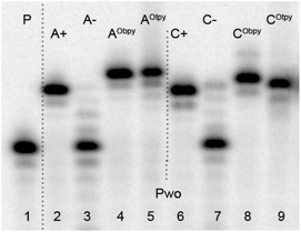 Denaturing PAGE analysis of PEX experiment synthesized on tempA (lanes 2–5) and tempC (lanes 6–9) with Pwo polymerases. 5′-32P-end labelled primer-template was incubated with different combinations of natural and functionalized dNTPs. P: primer; A+: natural dATP, dGTP; A−: dGTP; AObpy: dAObpyTP (8a), dGTP; AOtpy: dAOtpyTP (8b), dGTP; C+: natural dCTP, dGTP; C−: dGTP; CObpy: dCObpyTP (9a), dGTP; COtpy: dCOtpyTP (9b), dGTP.