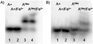 Non-denaturing gel electrophoresis (8% SB_PAGE) of DNA duplexes in the absence and in the presence of M2+ for tempcompA1(A) and tempcomp3gA (B). 5′-32P-end labelled primer-template was incubated with different combinations of natural and functionalized dNTPs: A+: unmodified DNA (dATP, dTTP, dCTP, dGTP); A+/Fe2+: unmodified DNA mixed with Fe2+; AOtpy: Otpy-modified DNA (dAOtpyTP8b, dTTP, dCTP, dGTP); AOtpy/Fe2+: Otpy-modified DNA mixed with Fe2+.