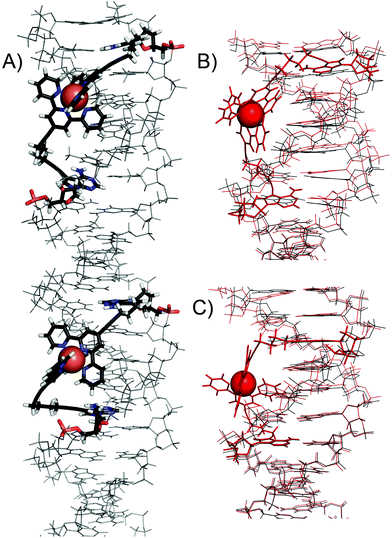 (A) Detailed view of the QM/MM optimized structure of DNA3 with 1–2 and 3–4 intra-strand DNA complexes. Comparison of (B) 1–2 and (C) 3–4 complexes (in red) with unmodified DNA (in black).