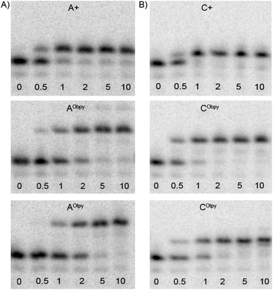 Comparison of the rate of the single-nucleotide PEX using Pwo polymerase: (A) with natural A+ (dATP) and modified dARTPs (dAObpyTP, 8a and dAOtpyTP, 8b) nucleotides using tempA1; (B) with natural C+ (dCTP) and modified dCRTPs (dCObpyTP, 9a and dCOtpyTP, 9b) nucleotides using tempC1. The reaction mixtures were incubated for time intervals indicated (in min), followed by stopping the reaction by addition of PAGE loading buffer and immediate heating.