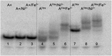 Non-denaturing gel electrophoresis (8% SB_PAGE) of DNA duplexes in the absence and in the presence of M2+ for pexrnd16. 5′-32P-end labelled primer-template was incubated with different combinations of natural and functionalized dNTPs: A+: unmodified DNA (dATP, dTTP, dCTP, dGTP); A+/M2+: unmodified DNA mixed with indicated metal cations; AEtpy: Etpy-modified DNA (dAEtpyTP, dTTP, dCTP, dGTP); AEtpy/M2+: Etpy-modified DNA mixed with indicated metal cations; AOtpy: Otpy-modified DNA (dAOtpyTP8b, dTTP, dCTP, dGTP); AOtpy/M2+: Otpy-modified DNA mixed with indicated metal cations.