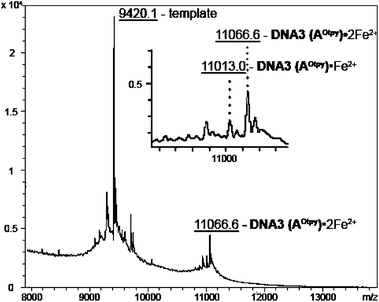 MALDI-TOF spectra of DNA3 (AOtpy) mixed with Fe2+ (calculated mass: 11 010.7 Da for DNA3 (AOtpy)·1Fe2+ and 11 060.9 Da for DNA3 (AOtpy)·2Fe2+).