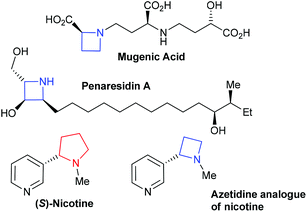 Examples of azetidine containing molecules alongside pyrrolidine containing nicotine.