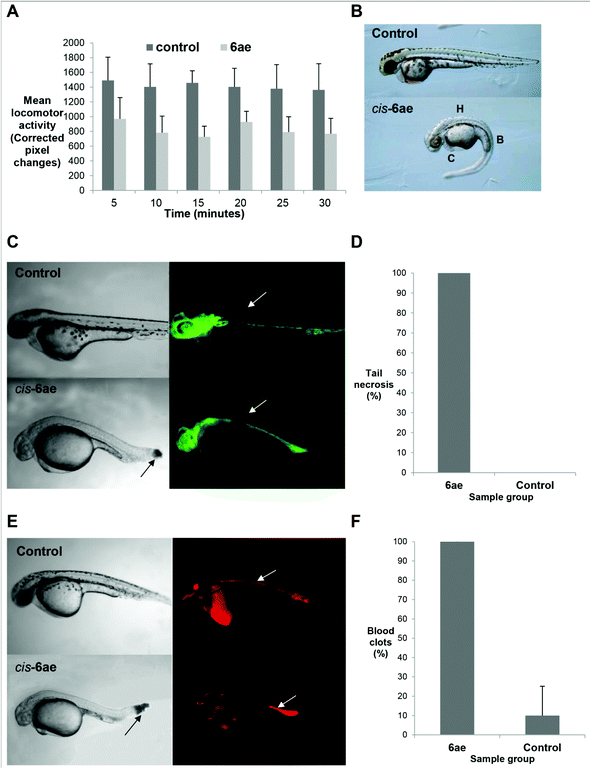 Effects of compound cis-6ae: (A) bar chart comparing movement/locomotion of cis-6ae-treated 6 dpf zebrafish larvae compared to controls; (B) bright field lateral view of a cis-6ae-treated 2 dpf embryo presenting with morphological defects (H = hypopigmentation, B = bent spine, C = cardiac edema) compared to control; (C) bright field lateral view of a cis-6ae-treated 36 hpf zebrafish embryo compared to control (left) with corresponding fluorescence images of vasculature through fli-1:EGFP transgene activity (right) where individual blood vessels can be seen (arrows) and the formation of a blood clot in the cis-6ae-treated embryo; (D) bar chart comparing frequency of tail necrosis in cis-6ae-treated 36 hpf embryos compared to controls; (E) bright field lateral view of a cis-6ae-treated 36 hpf zebrafish embryo compared to control (left) with corresponding fluorescence images of blood circulation through gata-1:dsRed transgene activity (right) where erythrocytes can be seen (arrows) and the formation of a blood clot in the cis-6ae-treated embryo; (F) bar chart comparing frequency of blood clots in cis-6ae-treated 36 hpf embryos compared to controls.