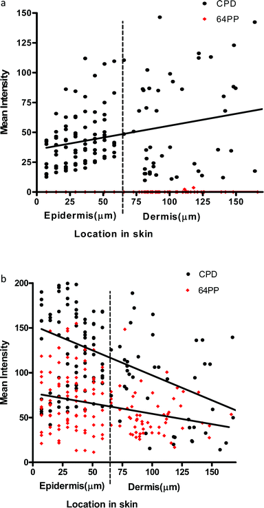(a) Linear regression for UVA1-induced CPD (p = 0.0006 for slope) and 6-4PP (p = 0.56 for slope) in the epidermis and dermis in vivo immediately after a 3MED exposure. More CPD appear to be induced as depth increases through the epidermis and dermis. Note the lack of UVA1 induced 6-4PP. (b) Linear regression for UVB (300 nm)-induced CPD (p = <0.0001 for slope) and 6-4PP (p = 0.0006 for slope) in the epidermis and dermis in vivo immediately after a 3MED exposure.