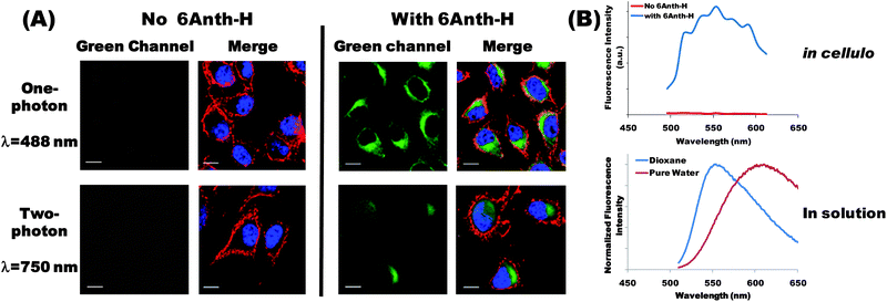 (A) One-photon (top panels) and two-photon (bottom panels) fluorescence images of 6Anth-H conjugate. Adherent B16-F10 melanoma cells were cultured for 24 h in the absence (left panel) or in the presence of 6Anth-H (right panels, 10−5 mol L−1 chromophore). Plasma membrane (red) and nuclei (blue) were visualized in all cases after one-photon excitation using anti-CD44 antibody (405 nm) and DRAQ5 DNA dye (633 nm) respectively. 6Anth-H (green) was detected using one-photon (488 nm) or two-photon excitation (750 nm). Scale bar is 10 μm. (B) (Top graph) Fluorescence emission spectrum measured in cellulo after two-photon excitation at 750 nm in the absence or in the presence of 6Anth-H (image acquisition at multiple wavelengths). (Bottom graph) Spectrum of the same conjugate in dioxane and pure water (fluorescence spectroscopy).
