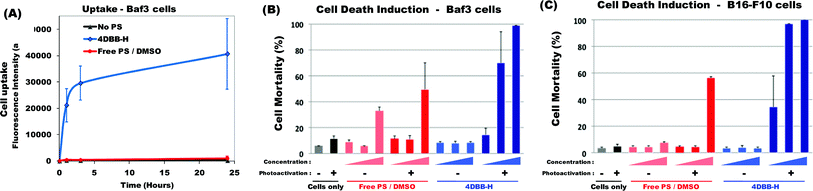 (A) Kinetics of 4DBB-H uptake. Baf3 cells were incubated without any PS (black line) or with the free PS in DMSO (red line, 10−5 mol L−1) or with 4DBB-H conjugate containing the equivalent of 10−5 mol L−1DBB (blue line) for the indicated period of time. Uptake was evaluated by flow cytometry. Results are expressed as the average of the mean fluorescence intensity ± SD of 2 independent experiments. (B) Induction of cell death upon photoactivation. Baf3 cells and B16-F10 melanoma cells were incubated for 24 h without any PS (black) or with increasing amount of free PS in DMSO (red) or 4DBB-H conjugate (blue) (4 × 10−7, 2 × 10−6 and 10−5 mol L−1DBB). Then, cells were submitted (+) or not (−) to irradiation (365 nm, 8 J cm−2). The percentage of cell mortality was assessed 5 h after irradiation by staining with propidium iodide followed by flow cytometry analysis. Results show the mean mortality ± SD of 2 to 4 independent experiments.