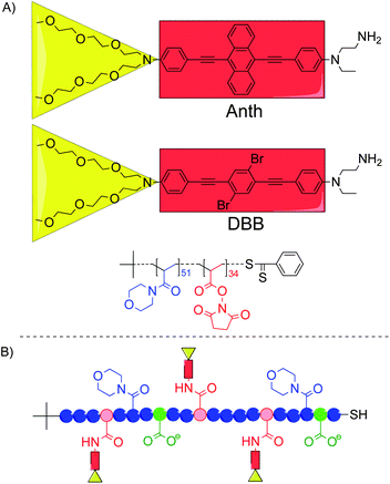 (A) Structures of the two TPA chromophores and the P(NAM-co-NAS) random copolymer used in this study. (B) General structure of the chromophore–polymer conjugates with the NAM units (blue circles), the NAS units after binding of the TPA chromophores (red circles), the hydrolyzed NAS units (green circles), the Anth or DBB chromophoric centers (red rectangles) and the oligo-ethyleneglycol side-chains (yellow triangles).