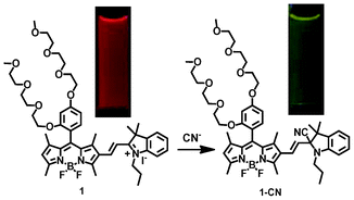 Ratiometric fluorescent response of probe 1 to cyanide ions, with a dramatic fluorescence color change from red to green.