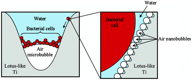 Proposed mechanism by which bacterial cells accumulate at the tri-phase interface on immersed superhydrophobic Ti surfaces. Reprinted by kind permission of Taylor & Francis Ltd, from Air-directed attachment of coccoid bacteria to the surface of superhydrophobic lotus-like titanium, V. K. Truong, H. K. Webb, E. Fadeeva, B. N. Chichkov, A. H. F. Wu, R. Lamb, J. Y. Wang, R. J. Crawford and E. P. Ivanova, Biofouling: the Journal of Bioadhesion and Biofilm Research, 2012, 28, 539–550.