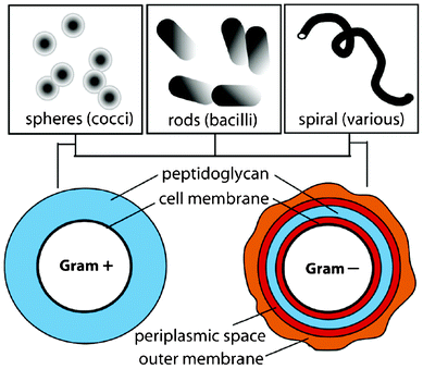 Illustration of bacterial classification. Reprinted with permission from J. A. Lichter, K. J. V. Vliet and M. F. Rubner, Design of Anti-bacterial Surfaces and Interfaces: Polyelectrolyte Multilayers as a Multifunctional Platform, Macromolecules, 2009, 42, 8573, Copyright (2009) American Chemical Society.