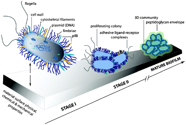 Illustration of the two stages of bacterial adhesion. Reprinted with permission from J. A. Lichter, K. J. V. Vliet and M. F. Rubner, Design of Anti-bacterial Surfaces and Interfaces: Polyelectrolyte Multilayers as a Multifunctional Platform, Macromolecules, 2009, 42, 8573, Copyright (2009) American Chemical Society.