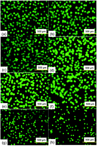 Fluorescence images of PC12 cells in the presence of varying concentrations of Ramizol™. (a) and (b) 0 mg mL−1, (c) 0.001 mg mL−1 (d) 0.01 mg mL−1 (e) 0.1 mg mL−1 (f) 0.3 mg mL−1 (g) 1 mg mL−1 and (h) 3 mg mL−1.