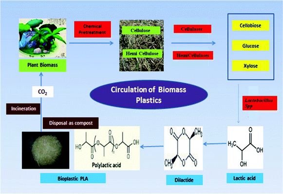 Schematic representation of the carbon cycle of bioplastics. The lignocellulosic substrate, baggase is pretreated to remove lignin and further hydrolyzed to monomeric sugars using enzymes. These sugars are further diverted to produce lactic acid using Lactobacillus sp. The produced lactic acid is used as the starting material for PLA synthesis which is a biodegradable plastic. Thus, after incineration, the released carbon can be recycled in the environment.