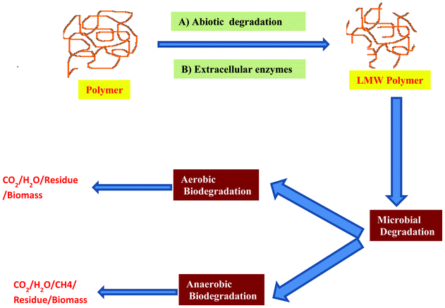 Schematic representation of the chemistry of biodegradation of the polymer. Biodegradation takes place in two stages: the first stage is the depolymerization of the macromolecules into shorter chains. Extra-cellular enzymes (endo or exo-enzymes) and abiotic reactions are responsible for the polymeric chain cleavage. The second step corresponds to the mineralization. Once sufficiently small sized oligomeric fragments are formed, they are transported into cells where they are bioassimilated by the microorganisms and then mineralized. Biodegradation takes place in aerobic and anaerobic condition depending on the presence or absence of oxygen.