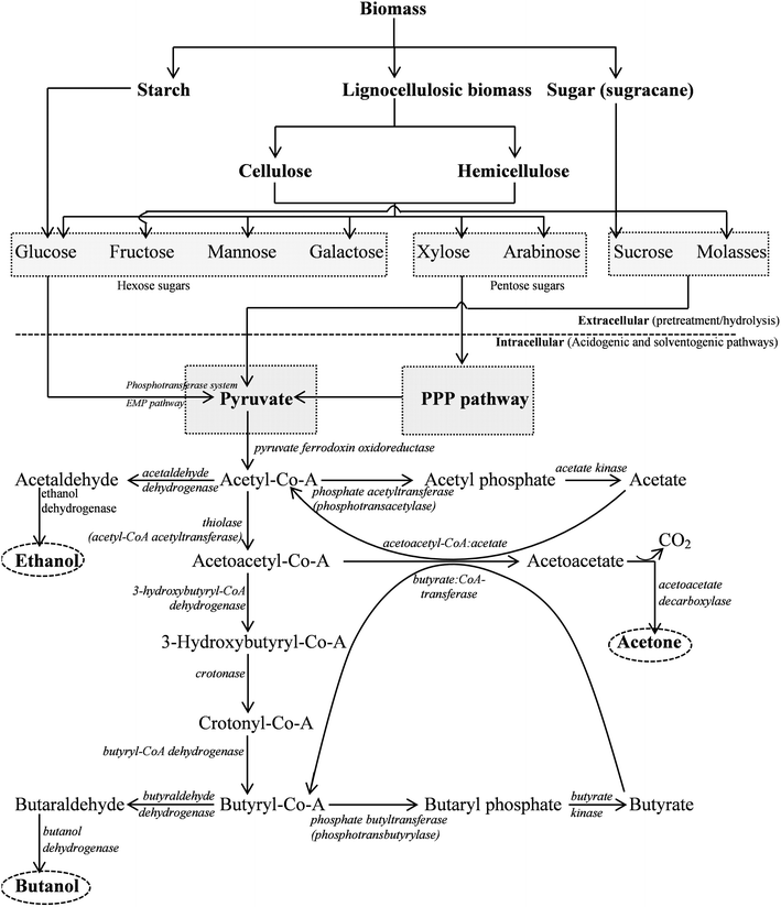 The metabolic pathway of acetone–butanol–ethanol (ABE) fermentation by C. acetobutylicum.23,41,116