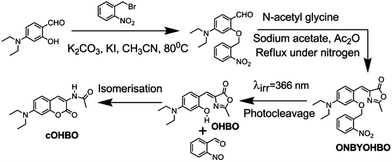 Synthesis of ONBYOHBO and its photocleavage to cOHBO.