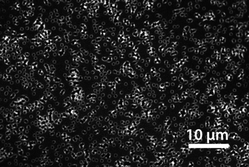 Multiphoton microscopy image showing the SP distribution on the pore surface. In order to visualize the pores, membranes with 1000 nm pores were used. The image represents the x–y plane just below the membrane surface of a sp4 postmodified HEMA-coated membrane.