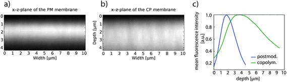 Multiphoton microscopy images showing the fluorescence intensity in a cross-section of the first 4 μm of HEMA-coated PC membrane, where SP was introduced via (a) postmodification and (b) via copolymerization; (c) mean fluorescence intensity of postmodified and copolymerized HEMA-coated PC membrane plotted vs. the depth of the membrane. The membrane surface was for both measurements at around 1 μm in the z-plane.