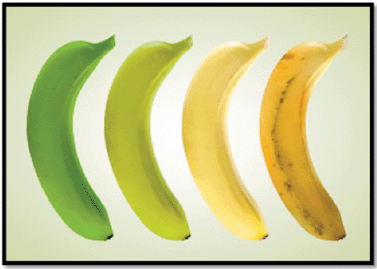 Stages of banana ripeness.