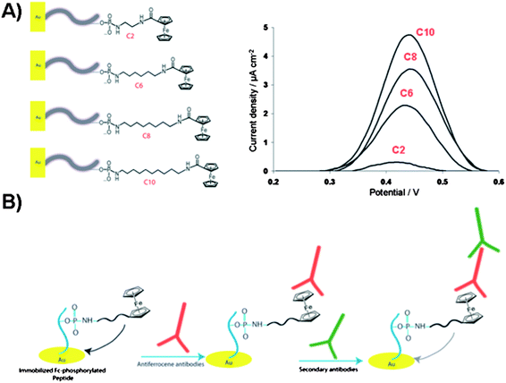 (A) Illustration of the electrochemical biosensor for detection of gold surface-bound peptides using Fc-ATP of different alkyl linker length (C2, C6, C8 and C10). Square-wave voltammograms of the Fc-phosphorylated peptides on gold surfaces showing current density as a function of linker length. (B) Illustration of the ferrocene-phosphorylated peptide on gold surfaces and subsequent binding of antiferrocene and secondary antibodies for monitoring the kinase-catalyzed phosphorylations.
