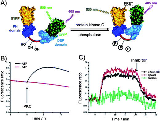 (A) The FRET between the two protein domains (yellow (EYFP) and green (GFP)) on a substrate as the reporter of protein kinase C activity.63 Dishevelled Egl-10 (DEP) domain and p47 homology domains (PH). (B) PKC-catalyzed phosphorylation in the presence of ATP in vitro leading to FRET as evident from the increase in the fluorescence emission ratio. (C) Activation of PKC in N1E-115 neuroblastoma cells. PKC activity was observed in the cytosol but not in the nucleus. Addition of PKC inhibitor down regulated PKC activity.63