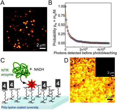 (A) SM fluorescent spots of 2 (verified by one-step photobleaching) in PVA film (532 nm excitation, 91 W cm−2). (B) Survival probability histogram of 2 doped into PVA films at nM concentrations with an average 71 000 detected photons, corresponding to an average of 1.7 × 106 photons emitted by each SM. (C) Schematic of in vitro experiment where 4 (structure shown in Chart 1) was covalently attached to poly-lysine coverslips immersed in PBS buffer (pH 7.4) containing free NADH and NTR enzyme. Enzymatically generated fluorophores remained attached to surface lysines. (D) Bulk fluorescence at the surface after NADH and NTR addition. Inset: bulk fluorescence of 4 before NTR reaction (same contrast). Bulk fluorescence of all control incubation conditions is shown in Fig. S6. sample and control details in ESI.