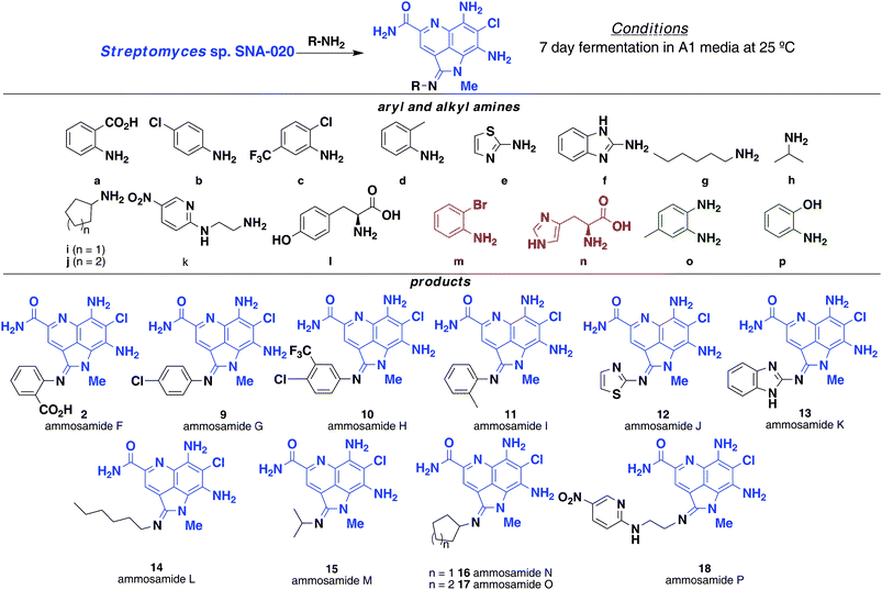 Precursor-directed biosynthesis of ammosamide F–P (2, 9–18) by addition of aryl and alkylamines. Amines m and n (red) were not incorporated while amines o and p (green) were toxic to the bacteria.