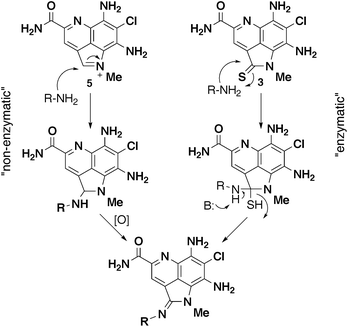 Two possible biogenic routes to amidine analogs.