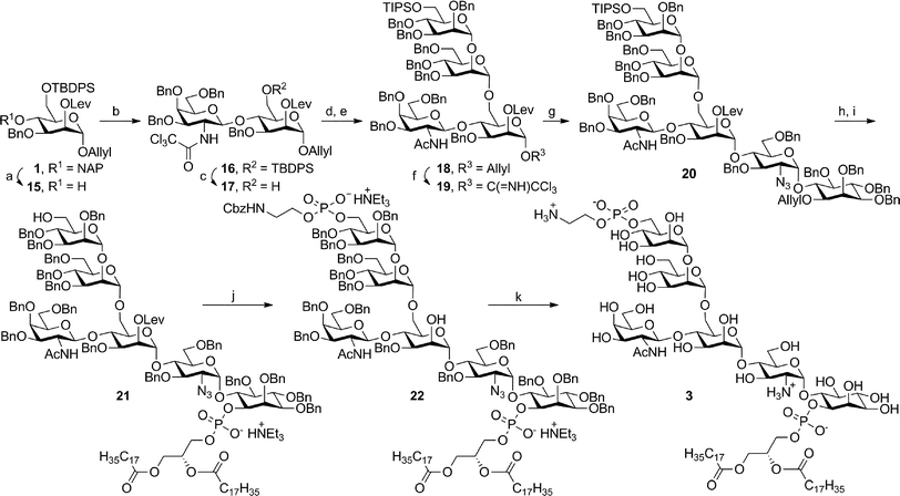 Synthesis of the T. gondii GPI anchor based on the general synthetic strategy for GPIs. Reagents and conditions: (a) DDQ, H2O, CH2Cl2, 85%; (b) 8, TMSOTf, CH2Cl2, 4 Å MS, −40 °C, 82%; (c) HF·pyridine, THF, 80%; (d) 4, TBSOTf, Et2O, 4 Å MS, 0 °C, 74%; (e) Zn, AcOH, 55 °C, 74% (f) (i) [Ir(COD)(PPh2Me)2]PF6, H2, THF; (ii) HgCl2, HgO, H2O, acetone 69% (two steps); (iii) Cl3CCN, DBU, CH2Cl2, 89%; (g) 5, TBSOTf, Et2O, 4 Å MS, 0 °C, 81%; (h) (i) [Ir(COD)(PPh2Me)2]PF6, H2, THF; (ii) HgCl2, HgO, H2O, acetone, 82% (two steps); (i) (i) 6, PivCl, pyridine; (ii) I2, H2O, 91% (two steps); (iii) Sc(OTf)3, MeCN, CHCl3, 71%; (j) (i) 7, PivCl, pyridine; (ii) I2, H2O; (iii) H2NNH2, AcOH, pyridine, CHCl3, 80% (three steps); (k) H2, Pd/C, CHCl3–MeOH–AcOH–H2O, 89%.