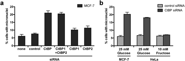 CtBP knockdown increases micronuclei formation in glycolytic cells. (a) The effect of individual and combined knockdown of CtBP1 and CtBP2 on micronuclei formation in MCF-7 cells. CtBP siRNA targeting a common region in both CtBP1 and CtBP2 has been described previously, as have siRNAs targeting individual CtBP1 and CtBP2 mRNAs.32 Effectiveness of siRNA knockdown is shown in Fig. S1. (b) The effect of upregulated glycolysis on the requirement for CtBPs for the maintenance of mitotic fidelity. Cells cultured in medium containing either glucose or fructose were transfected with the indicated siRNA.