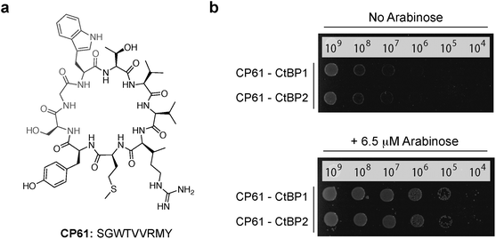 Cyclic peptide CtBP dimerization inhibitors. (a) Structure of CP61. (b) Drop spotting of the CtBP1 or CtBP2 RTHS containing the plasmid encoding CP61 onto selective media with 50 μM IPTG, with and without arabinose (induces expression of SICLOPPS). Restoration of growth with arabinose suggests that CP61 disrupts dimerization of CtBPs.