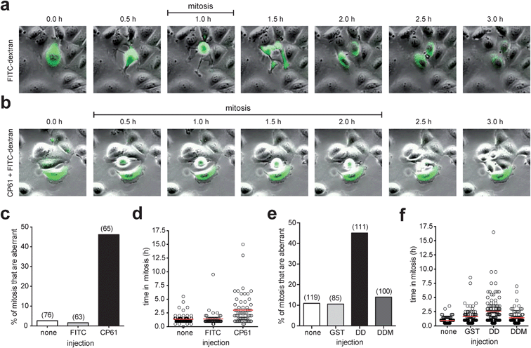 Effect of microinjected CtBP dimerization inhibitors on mitotic fidelity of cell cycle synchronized MCF-7 cells, quantified using time-lapse video microscopy. (a) Montages showing examples of mitoses in MCF-7 cells injected with FITC-dextran (green). (b) Montage of mitosis in MCF-7 cells injected with CP61 + FITC-dextran (green); the cell in the center of the image is undergoing an extended mitosis, as evident from the prolonged period of rounding (0.5 h to 2.0 h frames) compared to control treated cells (panel (a), 1.0 h frame only). Also see ESI videos 3–5. (c) The percentage of cells in which the first mitosis was phenotypically abnormal was scored for MCF-7 cells injected with FITC-dextran (FITC), CP61 + FITC-dextran (CP61) or non-injected cells (none). Numbers in brackets indicate number of mitoses assessed. (d) Each mitotic cell assessed in (c) was scored for the length of time in mitosis. Red line shows average time in mitosis. (e) The percentage of cells in which the first mitosis was phenotypically abnormal was scored for MCF-7 cells injected with GST–CtBPDD (DD) or the dimerization incompetent GST–CtBPDD(R147L,R169L) analogue (DDM) proteins into MCF-7 cells. Numbers in brackets indicate number of cells assessed. (f) Each mitotic cell in (e) was scored for the length of time in mitosis. Red bars show mean time in mitosis. The above CtBP dimerization inhibitors did not substantially reduce the proportion of cells that undergo mitosis (Fig. S5).