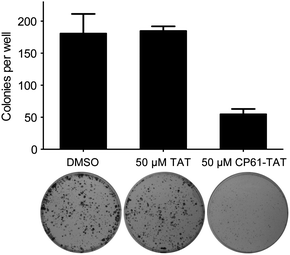 Inhibition of CtBP dimerisation inhibits clonogenic survival of MCF-7 cancer cells. Cells were treated for 48 h with 50 μM CP61–TAT, 50 μM TAT or DMSO carrier control, and re-plated for 10 day colony forming assays. Bars show mean ± SEM for triplicate wells from a representative of three independent experiments.