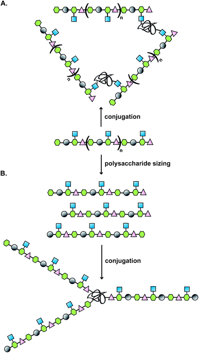 Illustration of a classical approach to the design of a carbohydrate-based vaccine using polysaccharides extracted from biological sources; (A) direct conjugation to carrier protein; (B) polysaccharide sizing followed by end terminal conjugation of generated oligosaccharides.