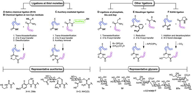 Total synthesis of (glyco)proteins using chemical ligation strategies.