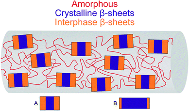 Three-phase model for the MA and B. mori silk. For MA silk (A) and B. mori silk (B), the areas of the blue (crystals) and orange (interphase) rectangles are scaled with respect to the proportion of crystalline and interphase β-sheets, respectively. The length and width of the crystals are scaled with respect to the crystal sizes determined by X-ray scattering.16,42
