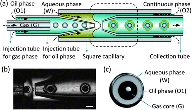 Experimental apparatus. (a) Schematics of the devices for fabricating the gas-core triple emulsions. (b) Formation of gas-core triple emulsions in the microcapillary device as indicated by the dashed line in (a), and a video is available in the ESI. (c) An image of a triple emulsion drop, where the white spot in the middle of the black gas core is a reflection of the illumination. The scale bar is 200 μm.