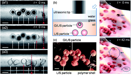 Ultrasound-triggered release of gas-core drop and gas-core particle. (a1)–(a3) The triggered release of the gas-core triple emulsion (G/O1/W/O2) drops in polyethylene tubing. (a1) and (a2) show the same drops from different focusing distances before the ultrasound is applied. (a3) The gas-core triple emulsion drops, indicated by the arrows, break up upon the ultrasound trigger, while the double emulsion (O1/W/O2) drop, indicated by the dashed arrow, does not rupture. The dashed line with a triangle shows the position of the right edge of the ultrasonic tip. (b) The schematic side view of the triggered release of the gas-core particle. The hollow arrow indicates the position of the camera for (d1) and (d2). (c) The dry G/L/S and L/S compound particles in air, where the light areas in the center of the G/L/S particles are gas bubbles. The polymer shell of a broken particle is shown for comparison. A corresponding image of the compound particles taken under an optical transmission microscope and an SEM image of the polymer shell of a released particle are available in the ESI. (d1) and (d2) show the triggered release of the G/L/S particle. The GLS particle, indicated by an arrow, breaks into two parts, indicated by the two dashed circles, upon the ultrasound trigger. Circle i indicates the released oil phase, while circle ii indicates the polymer shell. All the scale bars are 200 μm.