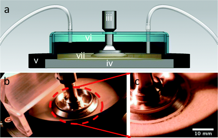 (a) Cross-sectional schematic of continuously fed rheometer bacterial bioreactor where (i) is the growth media inlet, (ii) is the outlet, (iii) is the rheometer fixture, (iv) is the Peltier plate for temperature control, (v) is the immersion ring, (vi) is the cover, and (vii) is the liquid growth media, which is maintained at a fixed level by the outlet suction. (b) Overhead view of the open rheometer bioreactor. (c) Close-up view of the rheometer geometry of the bioreactor with Staphylococcus epidermidis biofilms grown, post-analysis.